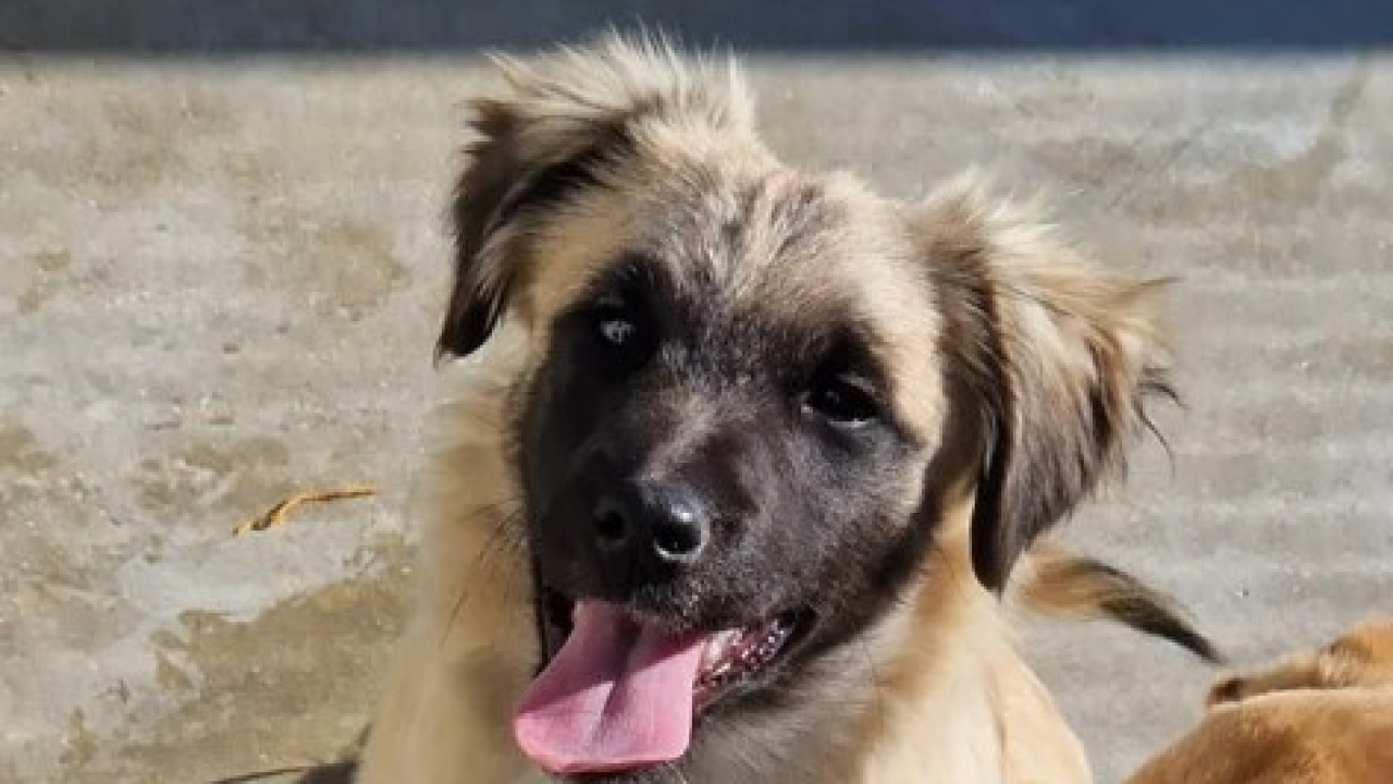 Vrckava kujica Emma traži svoj zauvijek dom