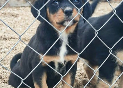 Fotografija 3 - Maleni štenci stari samo dva mjeseca traže udomitelje