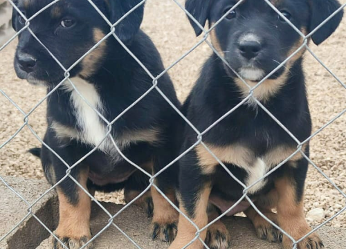 Fotografija 4 - Maleni štenci stari samo dva mjeseca traže udomitelje