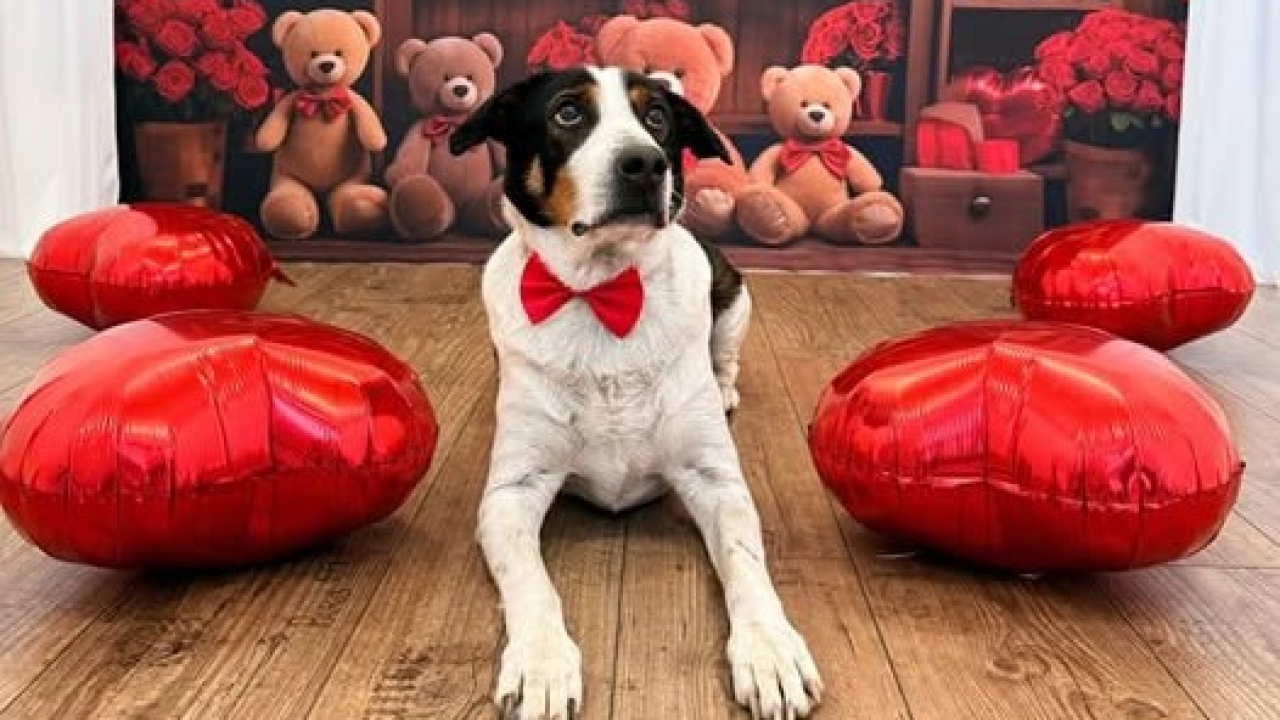 Oskar se 'skockao' i mirno čeka novu priliku za sretniji život