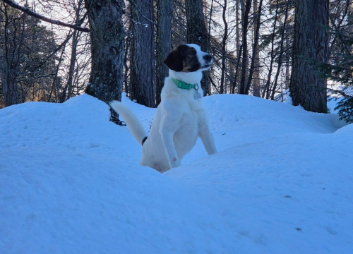 Fotografija 2 - Od odbačenog šteneta do potražnog psa