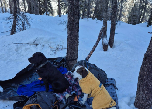 Fotografija 3 - Od odbačenog šteneta do potražnog psa