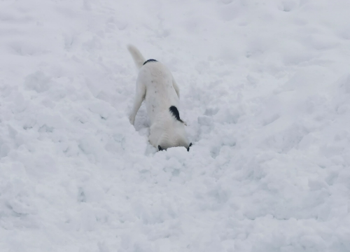 Fotografija 4 - Od odbačenog šteneta do potražnog psa