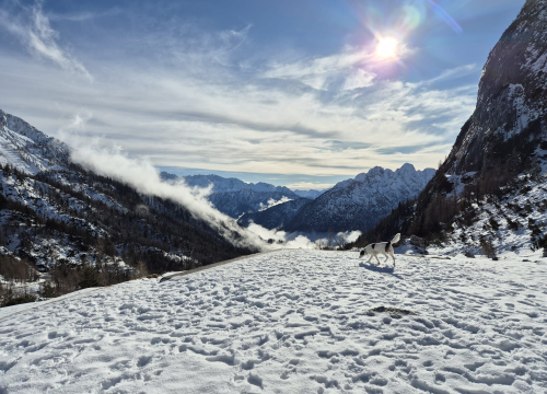 Fotografija 5 - Od odbačenog šteneta do potražnog psa