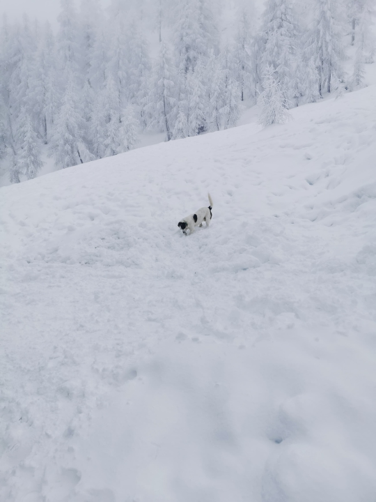 Od odbačenog šteneta do potražnog psa