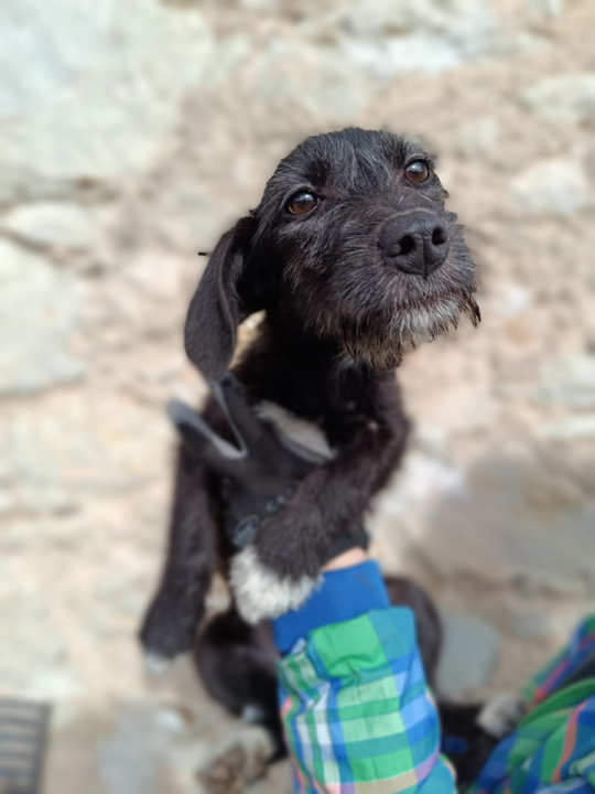 Male sestrice iz Šibenskih šapa preboljele su opaku bolest i sada traže svoje zauvijek domove