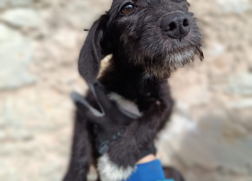 Fotografija 3 - Male sestrice iz Šibenskih šapa preboljele su opaku bolest i sada traže svoje zauvijek domove