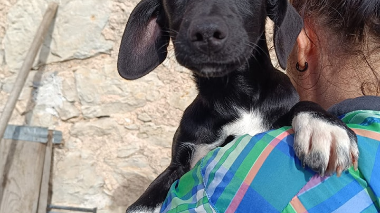 Tri sestrice iz Šibenskih šapa preboljele su opaku bolest i sada traže svoje zauvijek domove