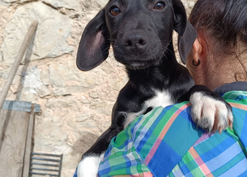 Fotografija 1 - Male sestrice iz Šibenskih šapa preboljele su opaku bolest i sada traže svoje zauvijek domove