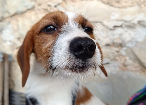 Fotografija 2 - Male sestrice iz Šibenskih šapa preboljele su opaku bolest i sada traže svoje zauvijek domove