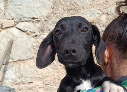 Tri sestrice iz Šibenskih šapa preboljele su opaku bolest i sada traže svoje zauvijek domove