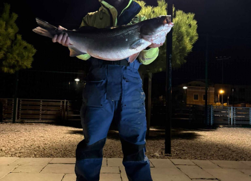 Fotografija 2 - Rekordni ulov: Brancin od 8 kilograma ulovljen na sviću kod Srime