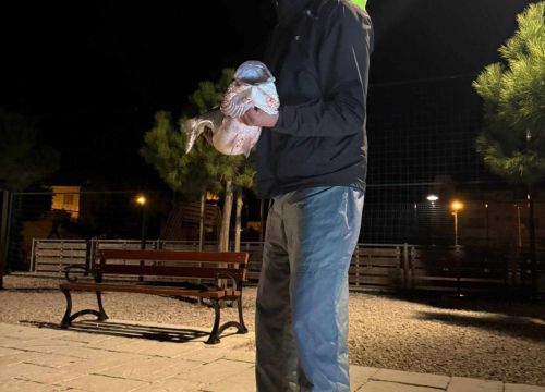 Fotografija 4 - Rekordni ulov: Brancin od 8 kilograma ulovljen na sviću kod Srime