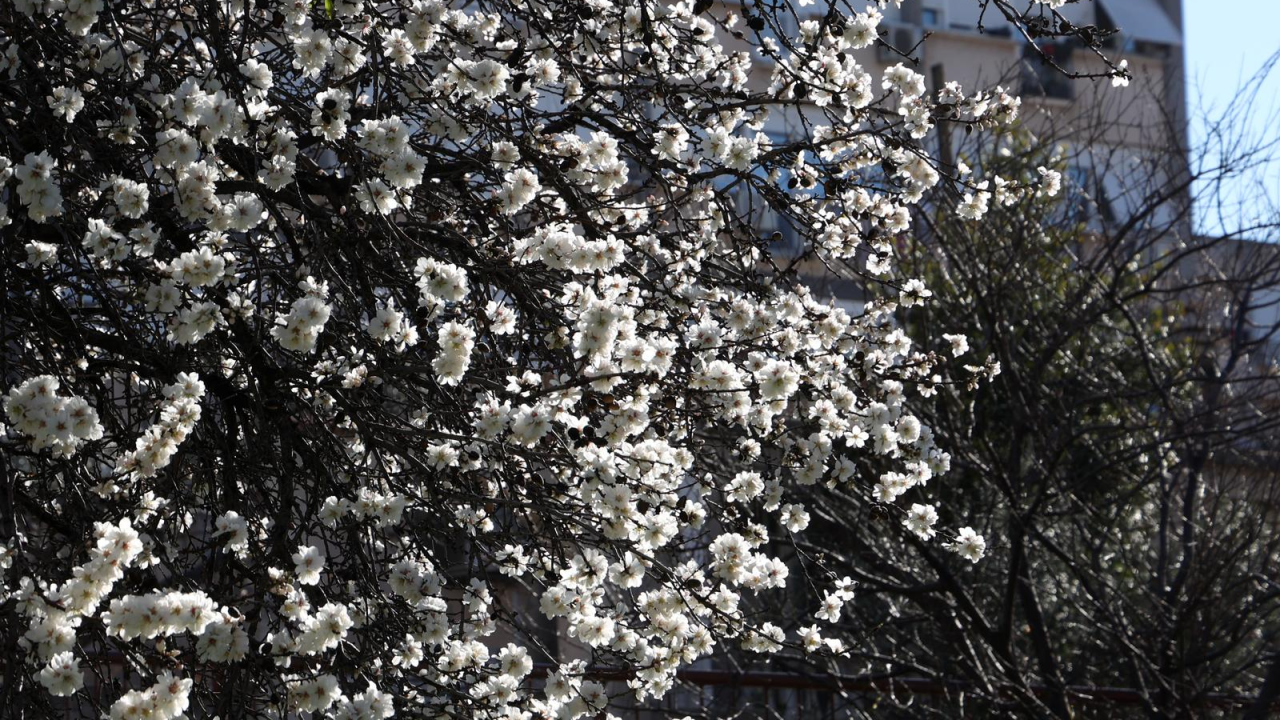 Postavljaju nove rekorde: Kad mendule procvitaju, a zima tek na pola puta