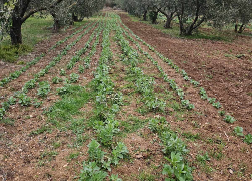 Fotografija 2 - Ivan Jurković uspješan je glazbenik, sportaš i poljoprivrednik