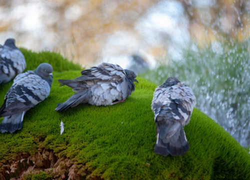Fotografija 2 - Šibenska živa fontana