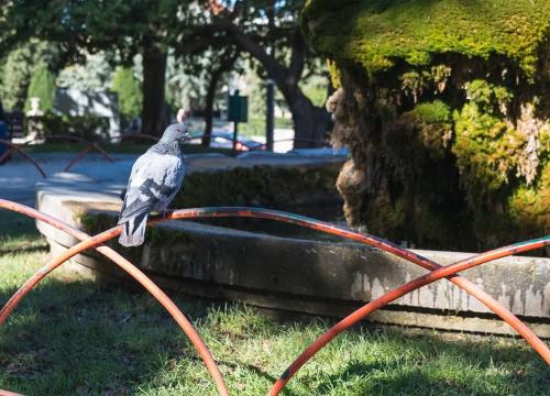 Fotografija 1 - Šibenska živa fontana