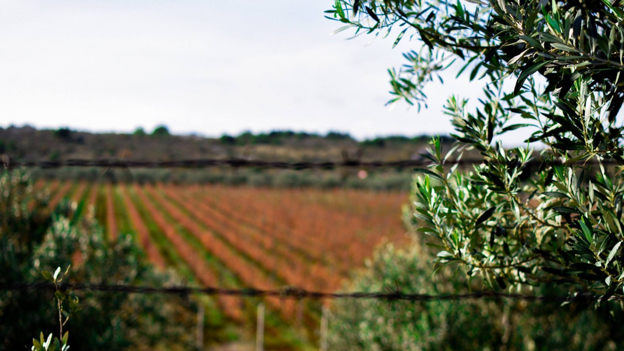 Voćar u Slavoniji posadio masline. U fazi su prilagodbe, a očekivanja su skromna