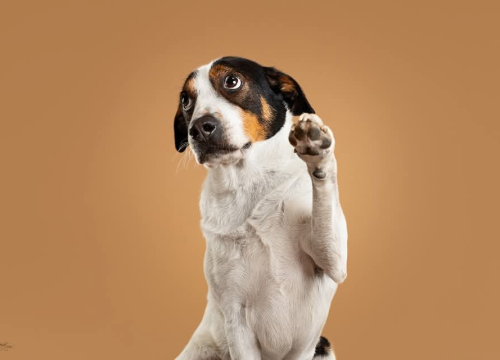 Šibenske šape traže dom za šarmantnog Oskara