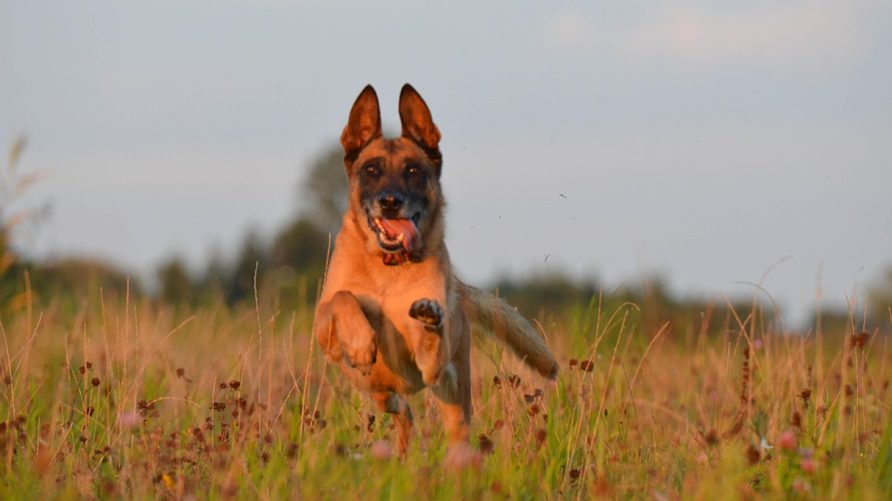 Znanstvenici otkrili koji psi su najinteligentniji, prvo mjesto će vas iznenaditi