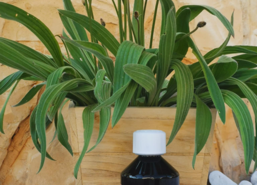 Fotografija 4 - Katarinu je ljubav dovela u Tribunj, a ona i njezin Tomislav tradiciju i ljubav prema prirodi pretvorili su u posao