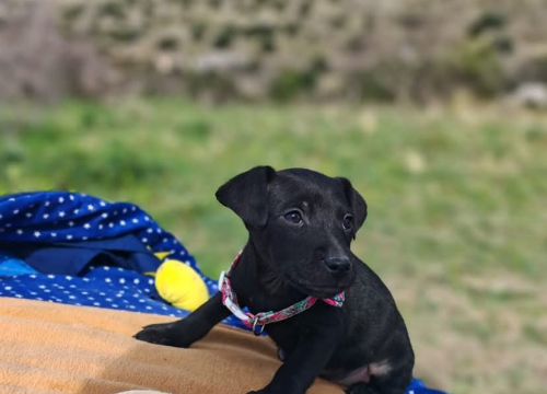 Fotografija 3 - Preslatki štenci iz Šibenskih šapa traže zauvijek dom