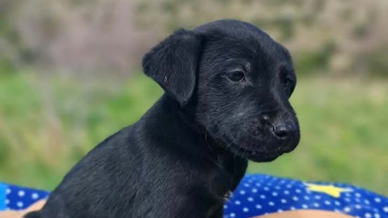 Preslatki štenci iz Šibenskih šapa traže zauvijek dom