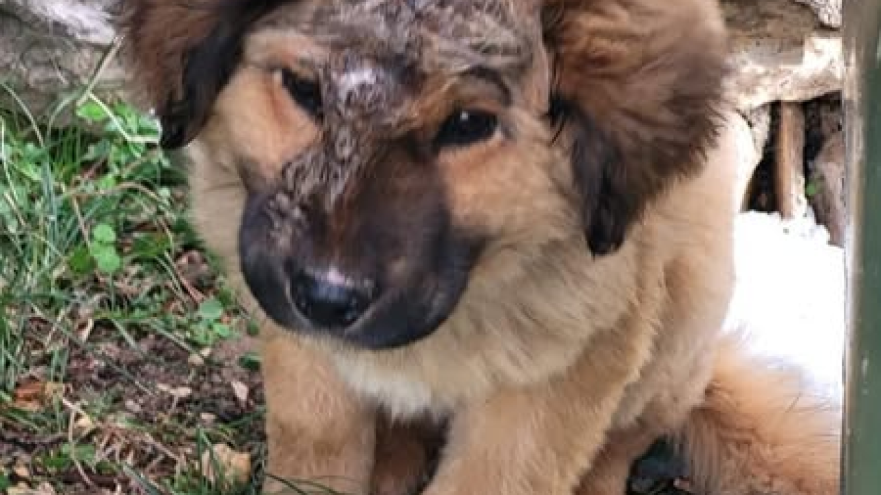 Jeste li ga vidjeli? Na području Općine Promina luta pas s ozljedom na glavi