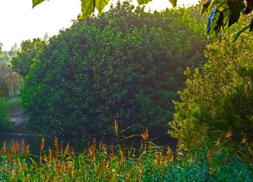 Mještani jednog filipinskog sela dobiju novac ako ulove ove životinje