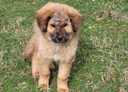 Jeste li ga vidjeli? Na području Općine Promina luta pas s ozljedom na glavi
