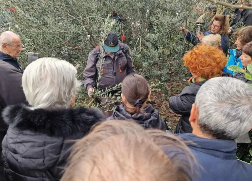Rezidba masline prezentirana ispred Radio Ritma