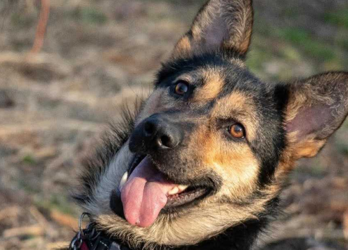 Fotografija 4 - Nera iz Šibenskih šapa traži dom: Vesela i zaigrana ljepotica spremna za nove avanture