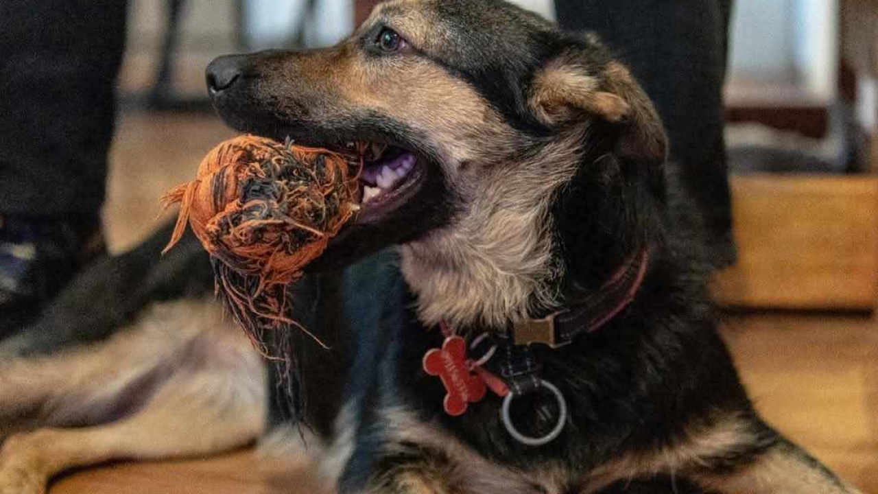 Nera iz Šibenskih šapa traži dom: Vesela i zaigrana ljepotica spremna za nove avanture