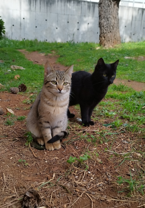 Mace Funcutice hitno traže domove za tri napuštena mačića