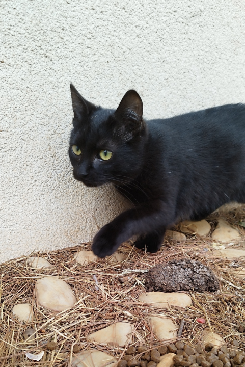 Mace Funcutice hitno traže domove za tri napuštena mačića