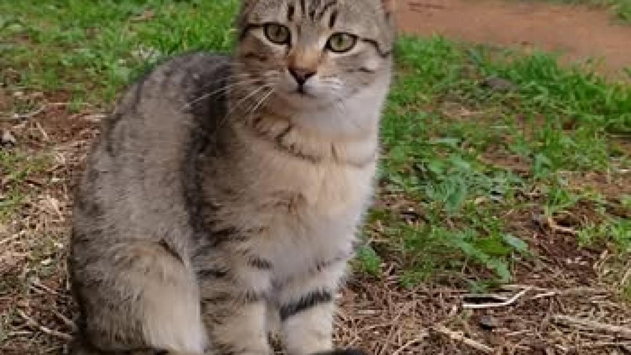 Mace Funcutice u akciji: Hitno traže domove za tri napuštena mačića