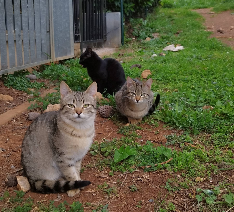 Mace Funcutice hitno traže domove za tri napuštena mačića