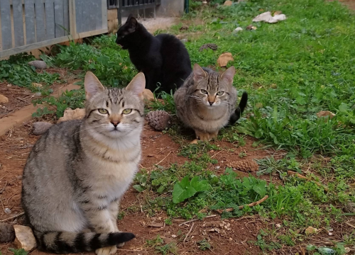 Mace Funcutice u akciji: Hitno traže domove za tri napuštena mačića