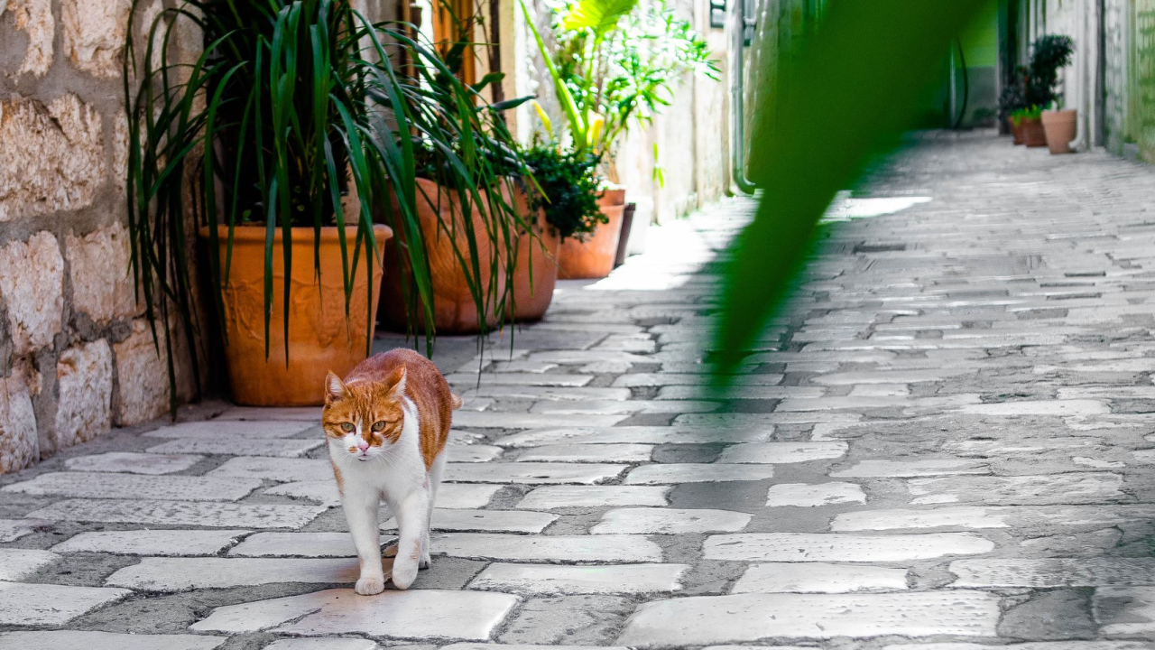 Zašto su mačke 'lude' za kutijama?