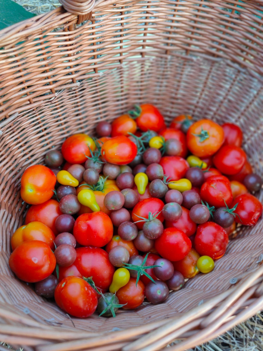 Antonija je ekonomiju zamijenila prirodom