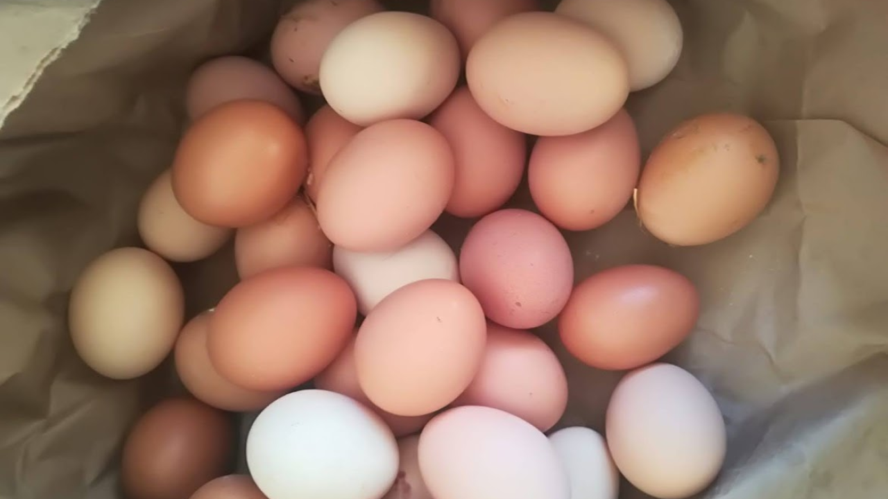 'Halo Jaja': Od koka do vaše kuhinje u najkraćem mogućem roku!