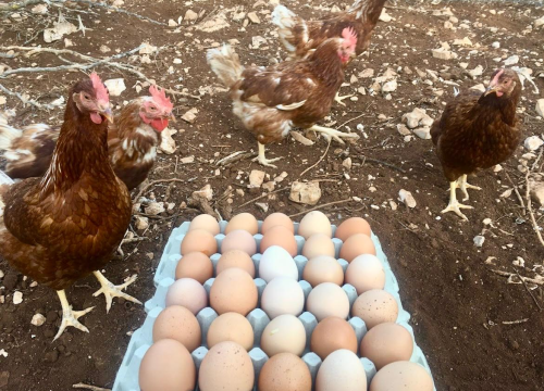 'Halo Jaja': Od koka do vaše kuhinje u najkraćem mogućem roku!