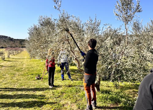 Fotografija 8 - Velik broj maslinara okupio se u Pirovcu na radionici rezidbe maslina
