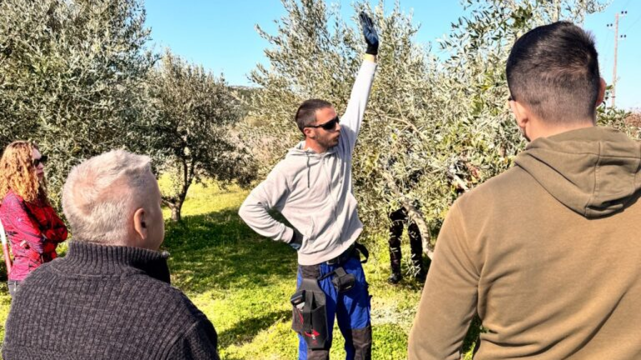 Velik broj maslinara okupio se u Pirovcu na radionici rezidbe maslina uz stručnjake iz Zadra