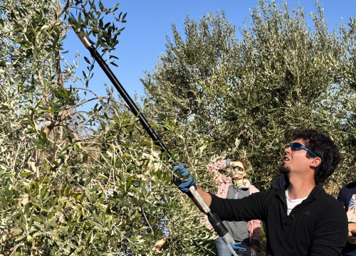 Fotografija 3 - Velik broj maslinara okupio se u Pirovcu na radionici rezidbe maslina