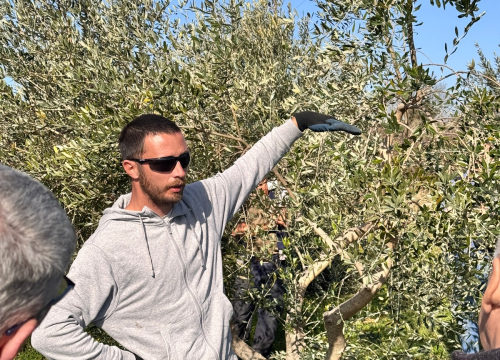 Fotografija 7 - Velik broj maslinara okupio se u Pirovcu na radionici rezidbe maslina
