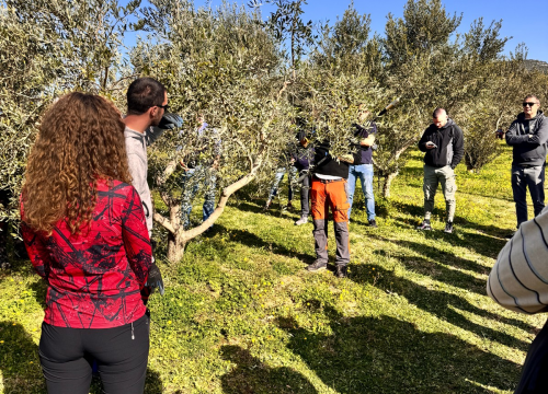 Fotografija 9 - Velik broj maslinara okupio se u Pirovcu na radionici rezidbe maslina