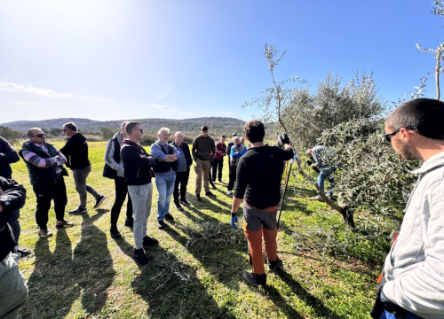 Fotografija 12 - Velik broj maslinara okupio se u Pirovcu na radionici rezidbe maslina