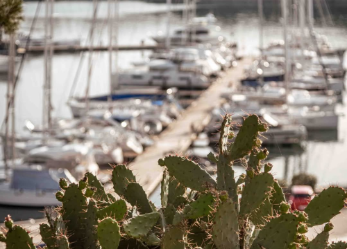 Fotografija 39 - Mandalina - pomorska oaza Šibenika