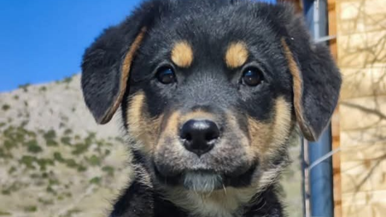 Preslatki Rayder iz Šibenskih šapa traži dom